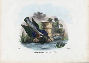 IJsvogel, 1863-79 door Raimundo Petraroja